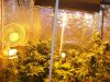 Herb Man Hustling  Week 6 Flowering 020.jpg