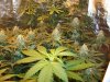 Herb Man Hustling  Week 6 Flowering 040.jpg