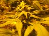 Herb Man Hustling  Week 6 Flowering 044.jpg