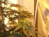 White widow 031.jpg