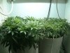 Grow2-Day43-pic2.jpg