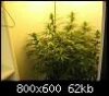 2434818d1354990528t-auto-somango-42-days-seed-auto-somango-42-days-seed.jpeg