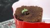 grow1bsprouts2.jpg