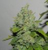 Seedsman White Widow(Topped) - Cola 3.jpg