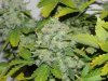 Seedsman White Widow(Topped) - Cola 4.jpg