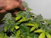 Seedsman White Widow(Topped) - Cola Girth.jpg