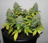 Seedsman White Widow(Topped) - Full body.jpg