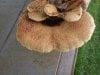 Polyporus-sqamosus1.5.jpg