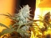 Herb Man Hustling  Week 8 Flowering 029.jpg