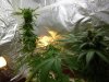 2012 christmas grow 046.jpg