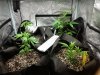 Grow 1 Day 19.jpg