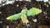 day17_firstgrow_4.jpg