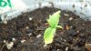 day17_firstgrow_8.jpg