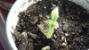 grow1_day18_8.jpg