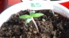 grow1_day18_5.jpg