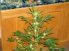 first_grow_207.jpg