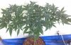 malacath-489714-albums-holy-grail-kush-8-ball-kush-strawberry-blue-moby-dick-cannalope-kush-grap.jpg