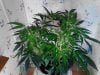 Peyote Purple clones. 1st week flowering. 04-29.jpg