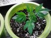 Original Berry.  a week & half old vegging. 04-29.jpg