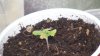 grow1_day20_08.jpg