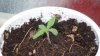 grow1_day20_05.jpg