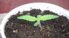 grow1_day20_06.jpg