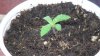 grow1_day20_07.jpg