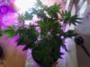 Blue-OG. end of week 1 flowering. 05-01.jpg