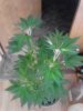 Chemmy Jones. 05-1 end of 1st week flowering..jpg