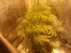 week 7day 14 flower sw.jpg