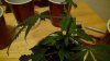 grow1_day23_01.jpg