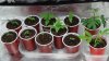 grow1_day23_05.jpg