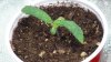 grow1_day23_06.jpg