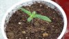 grow1_day23_07.jpg