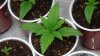 grow1_day23_10.jpg