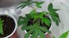 grow1_day23_15.jpg