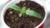 grow1_day24_01.jpg