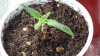 grow1_day24_02.jpg