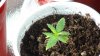 grow1_day24_04.jpg