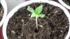 grow1_day24_05.jpg