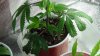 grow1_day24_10.jpg