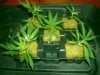 Trainwreck Clones Taken From 48 Days Fully Vegged.jpg