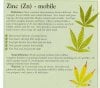 zinc-info-marijuana.jpg