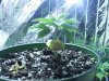 Superbud plant coming back to life on May 5, 2013.jpg