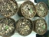 8 weeks and red diesel seedlings003.jpg