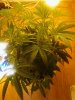 White Urkle. 05-09 End of 2nd week flowering..jpg