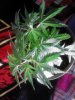 Dnaks Purple Fire. 1 & half week flowering. 05-09. plant (2).jpg