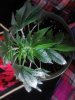 Top of Danks Purple Fire. 1 & half flowering. 05-09 plant (1).jpg