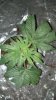 Skywalker OG-2 Day 4 Top View.jpg