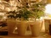 Mixed strains (clones).. 05-11.jpg